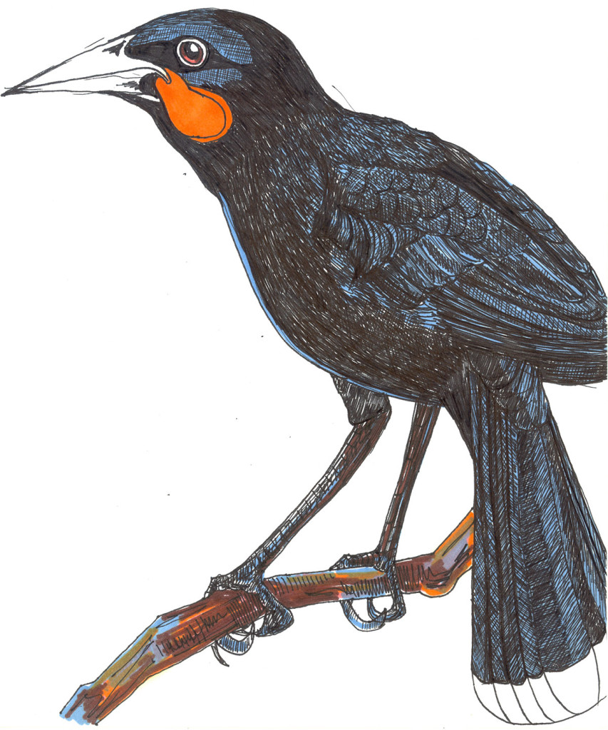 huia