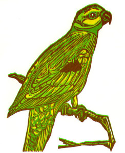 Seychelles Parakeet – A Field Guide to Extinct Birds